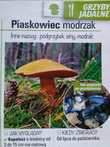 maślak pstry 3